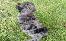 Goldendoodle dogs for sale: Zoey - Merle Color - Image 3