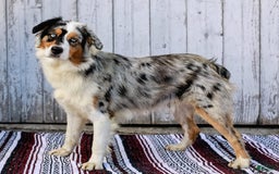 Australian Shepherd dogs for sale: Atlas - Image 17