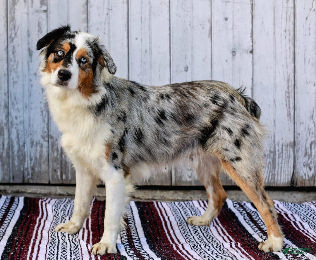 Australian Shepherd dogs for sale: Atlas - Image 17