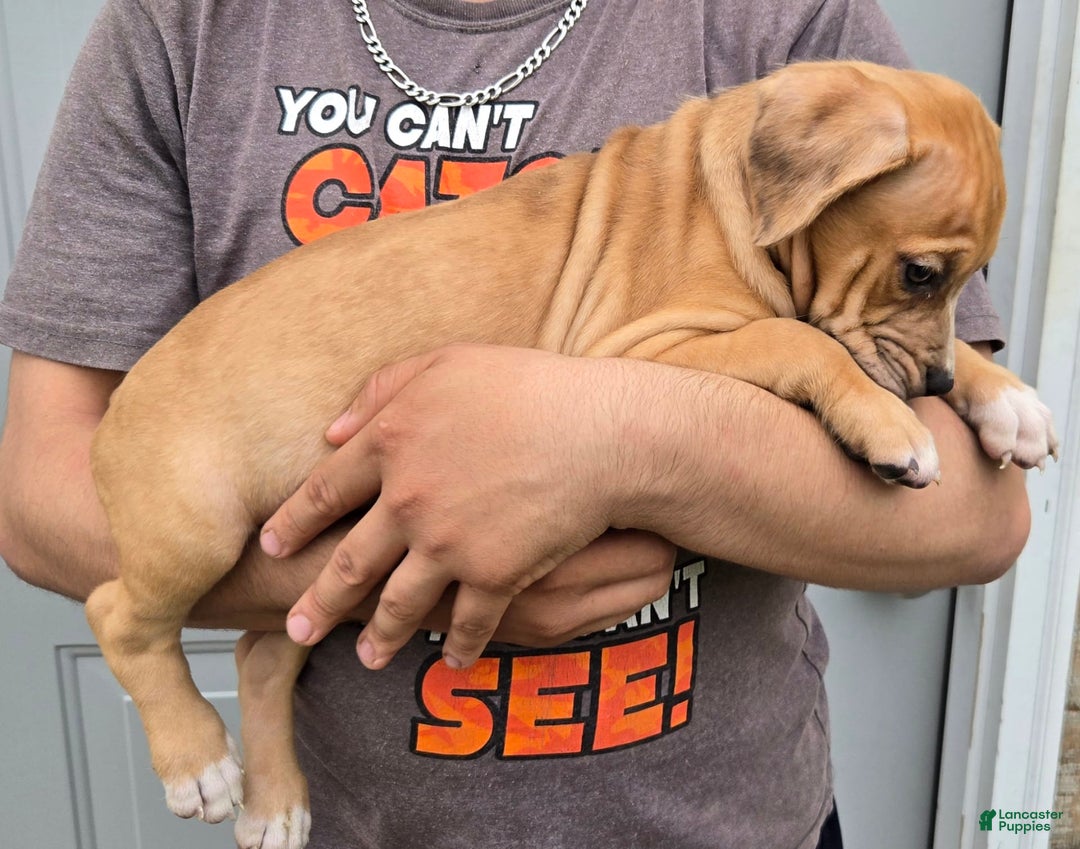 Staffordshire Bull Terrier dogs for sale: Hawks Rosie - Image 2