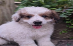 Mini Bernedoodle dogs for sale: Bubba - Image 1