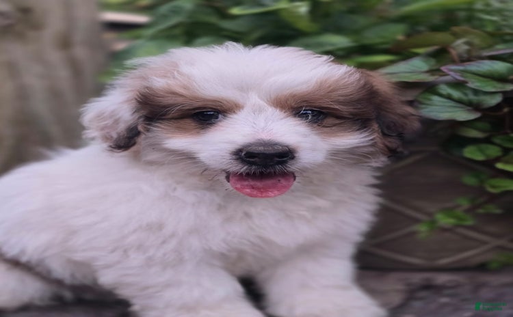 Mini Bernedoodle dogs for sale - Ad 1
