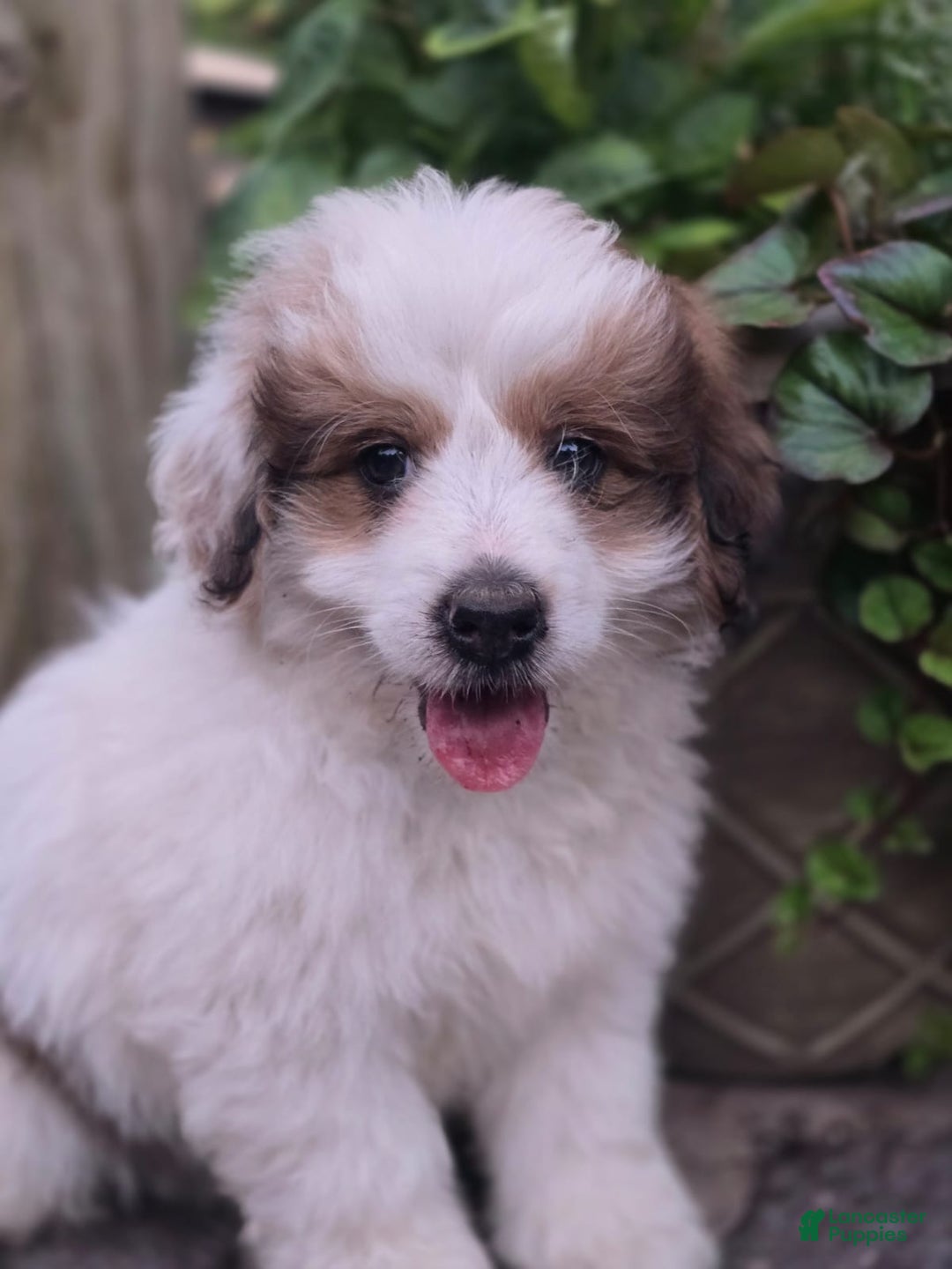Mini Bernedoodle dogs for sale: Bubba - Image 1