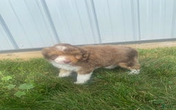Mini Aussiedoodle dogs for sale: Bandit - Image 1