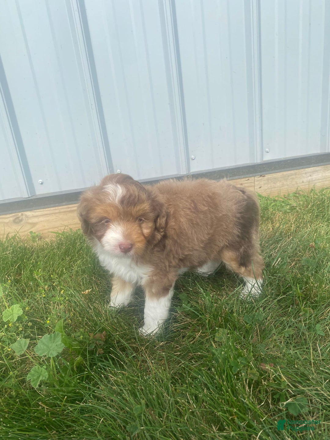 Mini Aussiedoodle dogs for sale: Bandit - Image 1