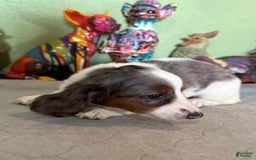 Miniature Dachshund dogs for sale: Gilly - Image 4
