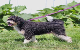 Mini Bernedoodle dogs for sale: Brooklyn - Image 8