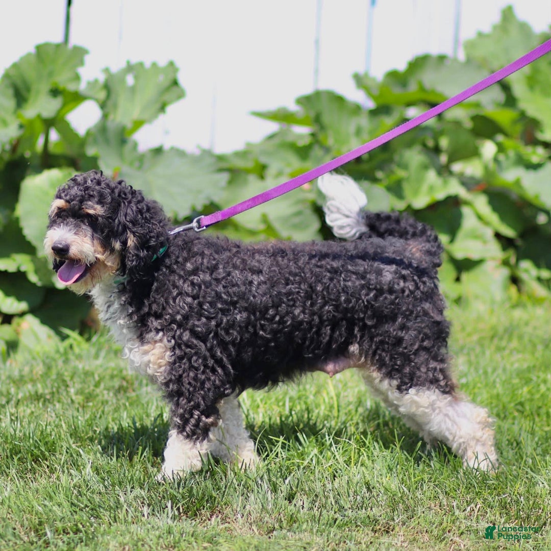 Mini Bernedoodle dogs for sale: Brooklyn - Image 8