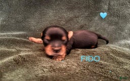 Yorkshire Terrier dogs for sale: Fido - Image 4