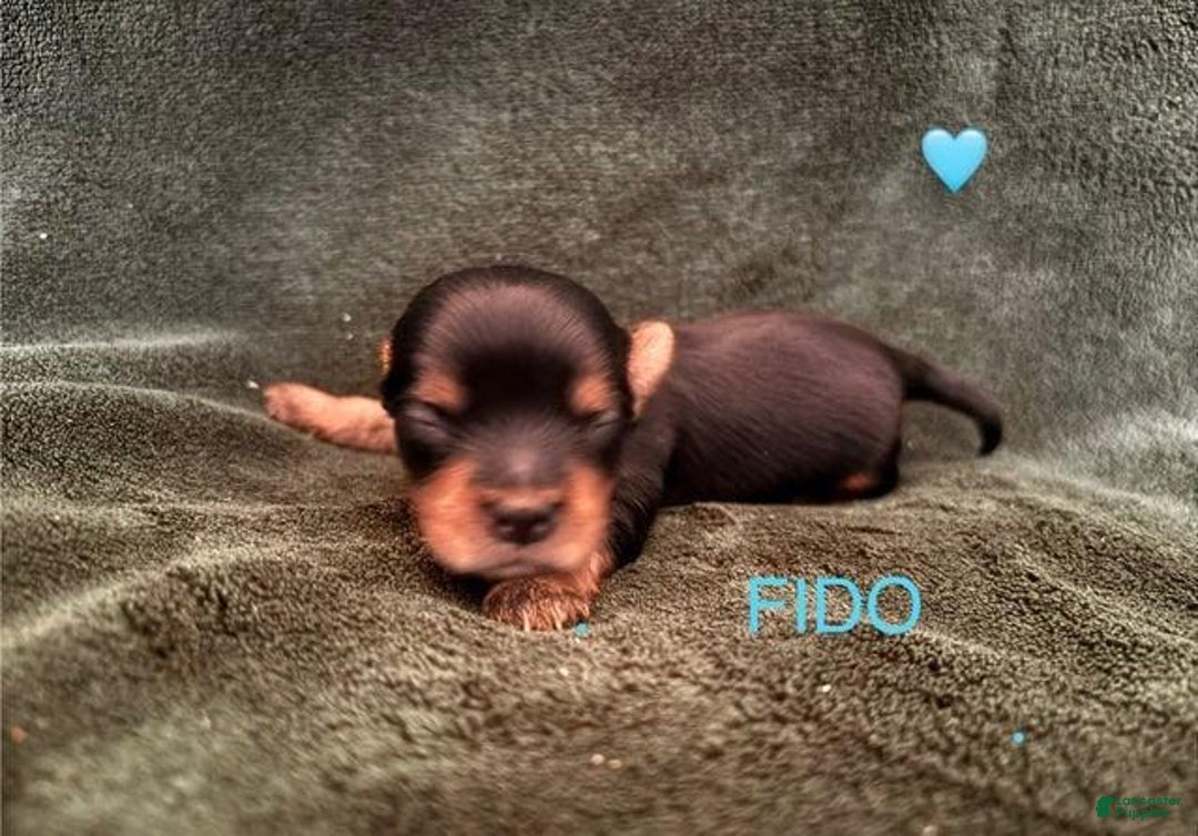 Yorkshire Terrier dogs for sale: Fido - Image 4