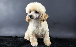 Yorkiepoo dogs for sale: Leo - Image 18