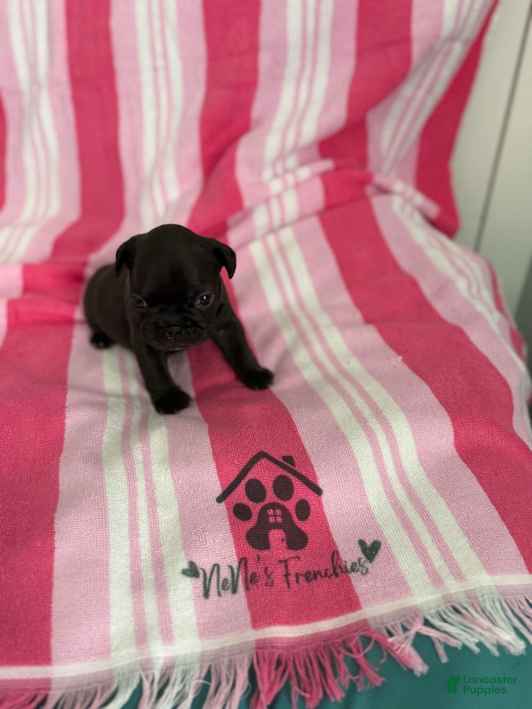 French Bulldog dogs for sale: Akc Black W Sable Overtones - Image 11