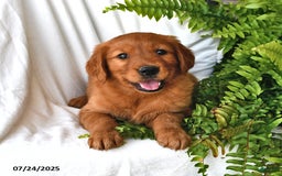 Golden Retriever dogs for sale: Amethyst - Image 1