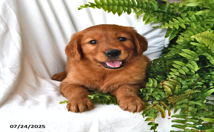 Golden Retriever dogs for sale - Ad 2