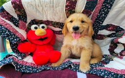 Golden Retriever dogs for sale: Gadget - Image 3