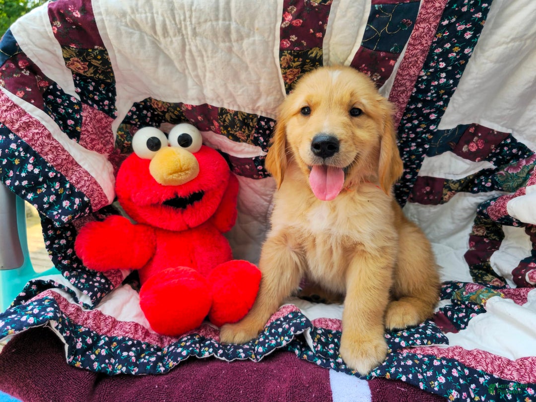Golden Retriever dogs for sale: Gadget - Image 3