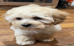 Toy Poodle dogs for sale: Litter available - Image 5