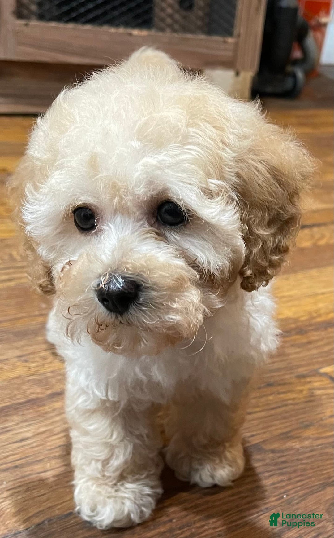 Toy Poodle dogs for sale: Litter available - Image 5
