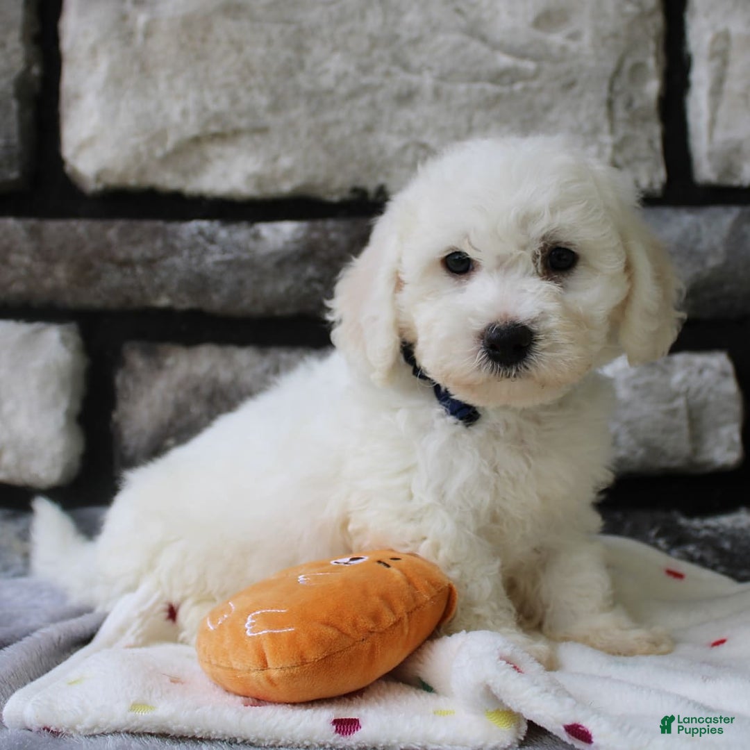 Bichon Frise dogs for sale: Lenny - Image 7