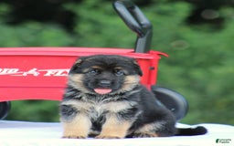 German Shepherd dogs for sale: Jessa - Image 6