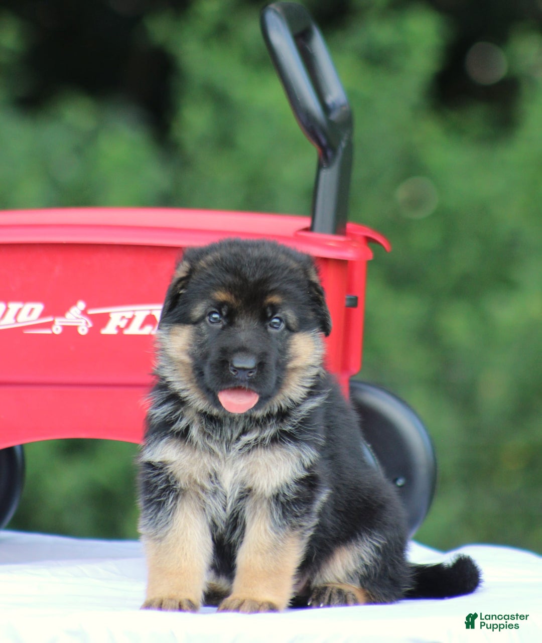 German Shepherd dogs for sale: Jessa - Image 6