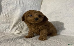 Miniature Poodle dogs for sale: Sadie - Image 1
