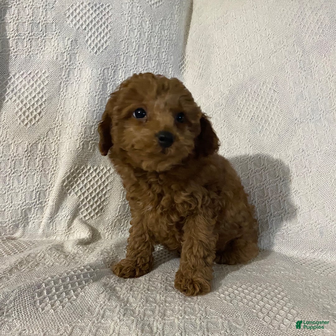 Miniature Poodle dogs for sale: Sadie - Image 1