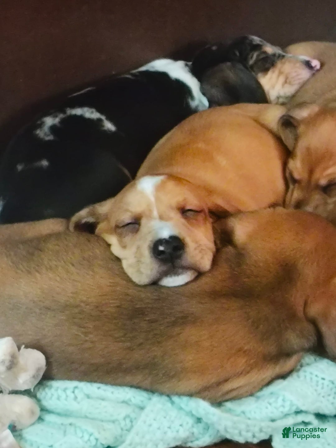 Beagle dogs for sale: Bruno - Image 1