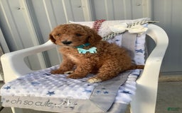 Goldendoodle dogs for sale: Kobe F2b - Image 18
