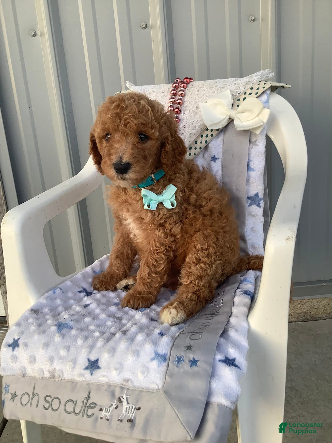 Goldendoodle dogs for sale: Kobe F2b - Image 18