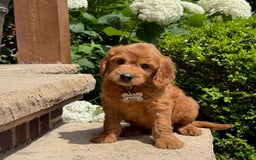 Goldendoodle dogs for sale: Jack - Image 8