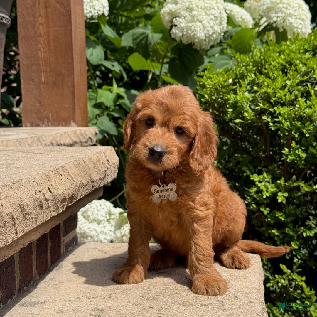 Goldendoodle dogs for sale: Jack - Image 8