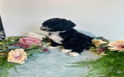 Mini Bernedoodle dogs for sale: Diamond - Image 1