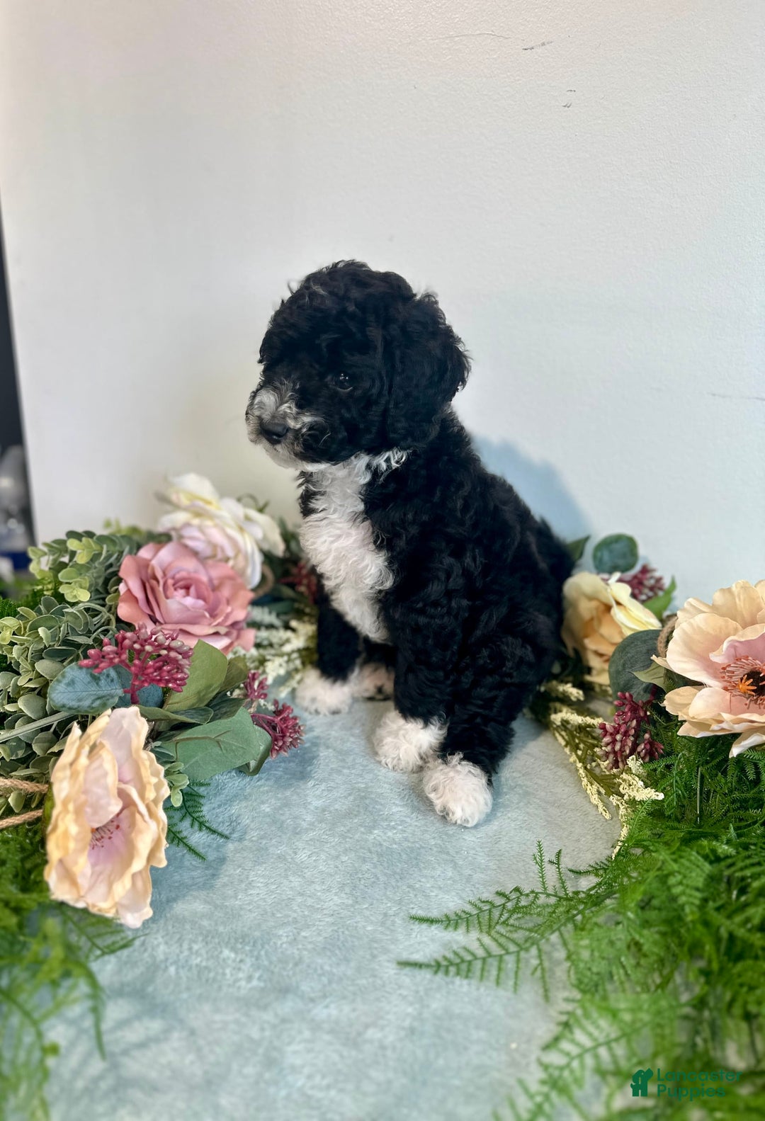 Mini Bernedoodle dogs for sale: Diamond - Image 1
