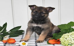 German Shepherd dogs for sale: Becky - Image 1