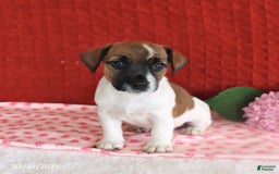 Jack Russell Terrier dogs for sale: Raine - Image 3