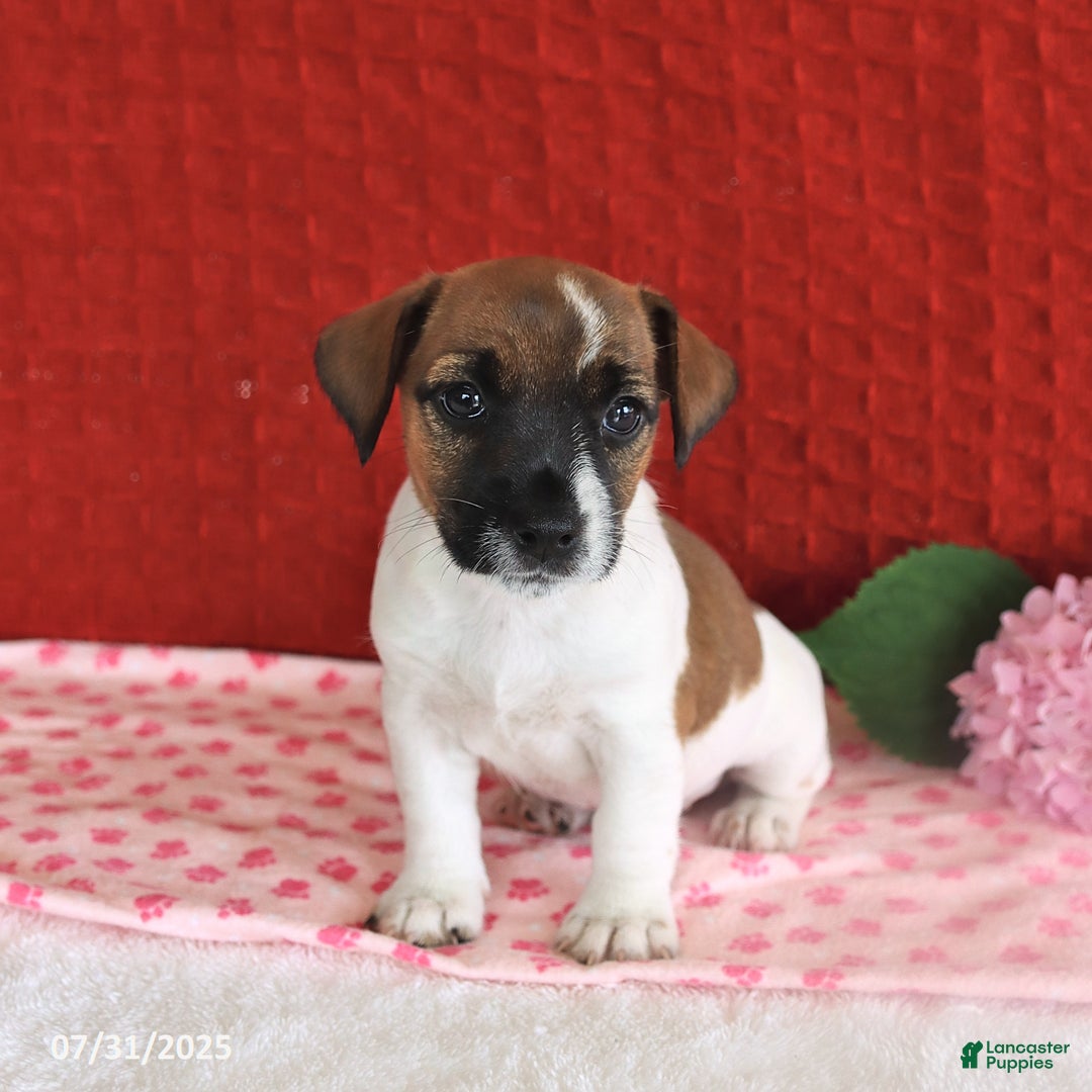 Jack Russell Terrier dogs for sale: Raine - Image 3