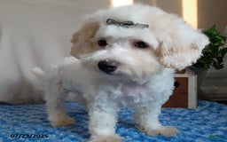 Bichpoo dogs for sale: Colby - Image 2