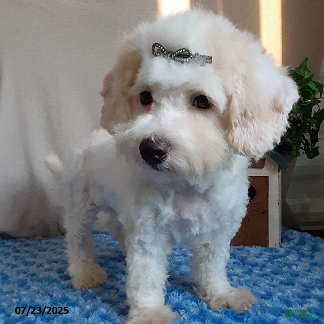 Bichpoo dogs for sale: Colby - Image 2