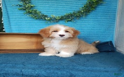 Havanese dogs for sale: Toby - Image 3