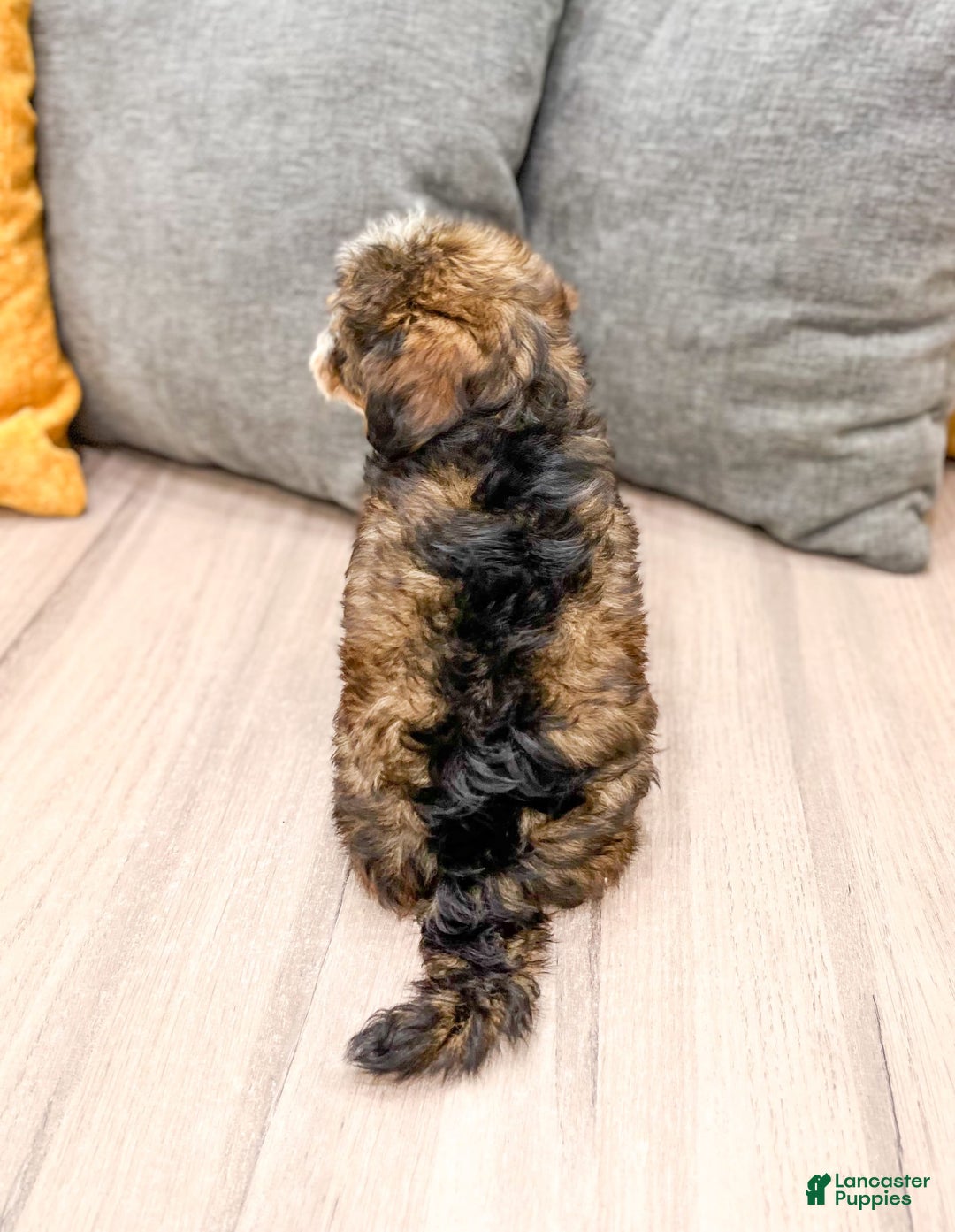 Yorkiepoo dogs for sale: Quinton - Image 4