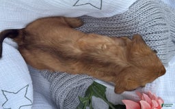 Miniature Dachshund dogs for sale: Buster - Image 16