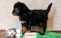 Bernedoodle dogs for sale: Bandit - Image 2