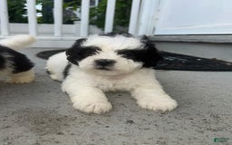 Malshi dogs for sale: Unknown 3 - Image 2
