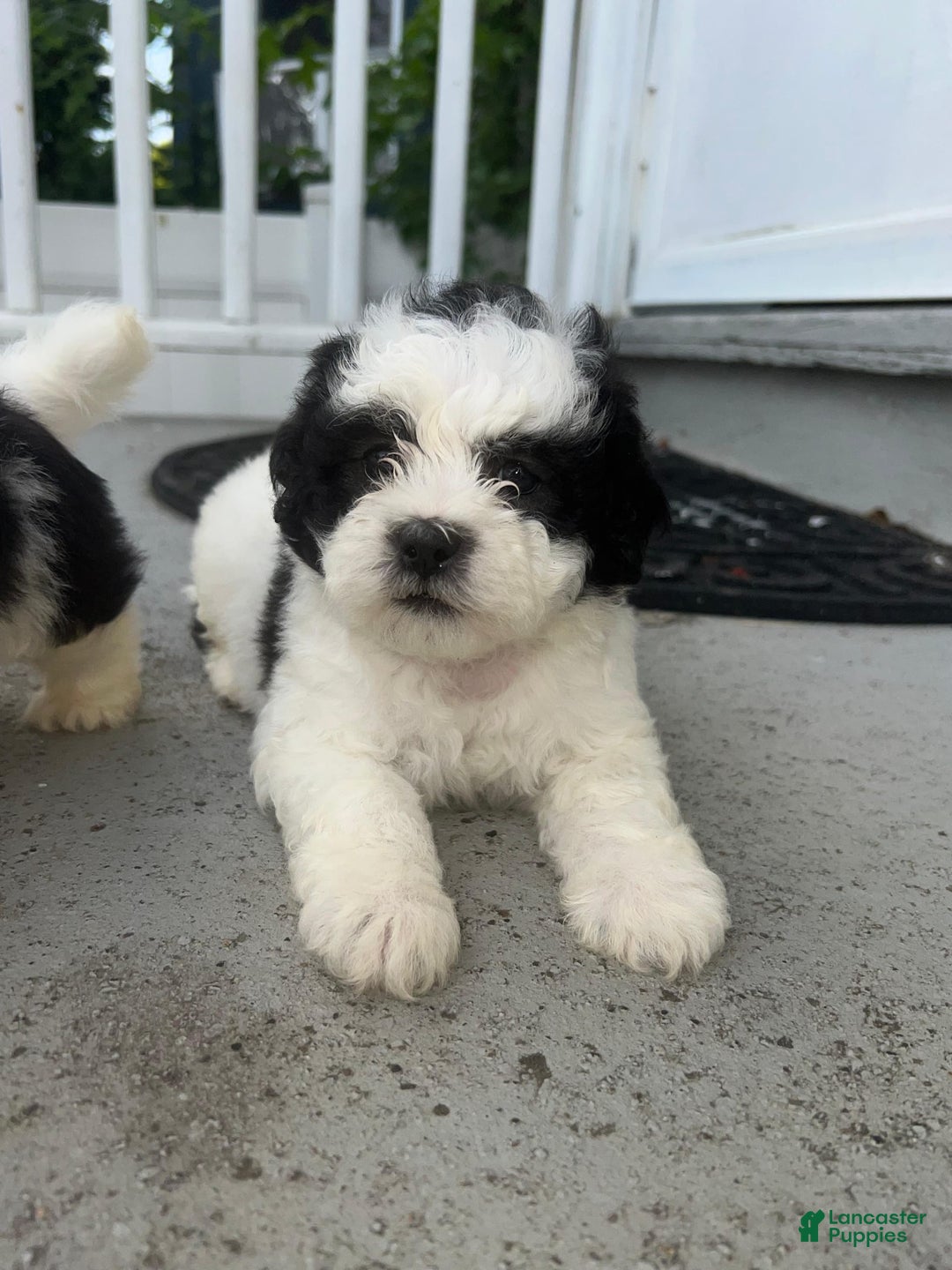 Malshi dogs for sale: Unknown 3 - Image 2