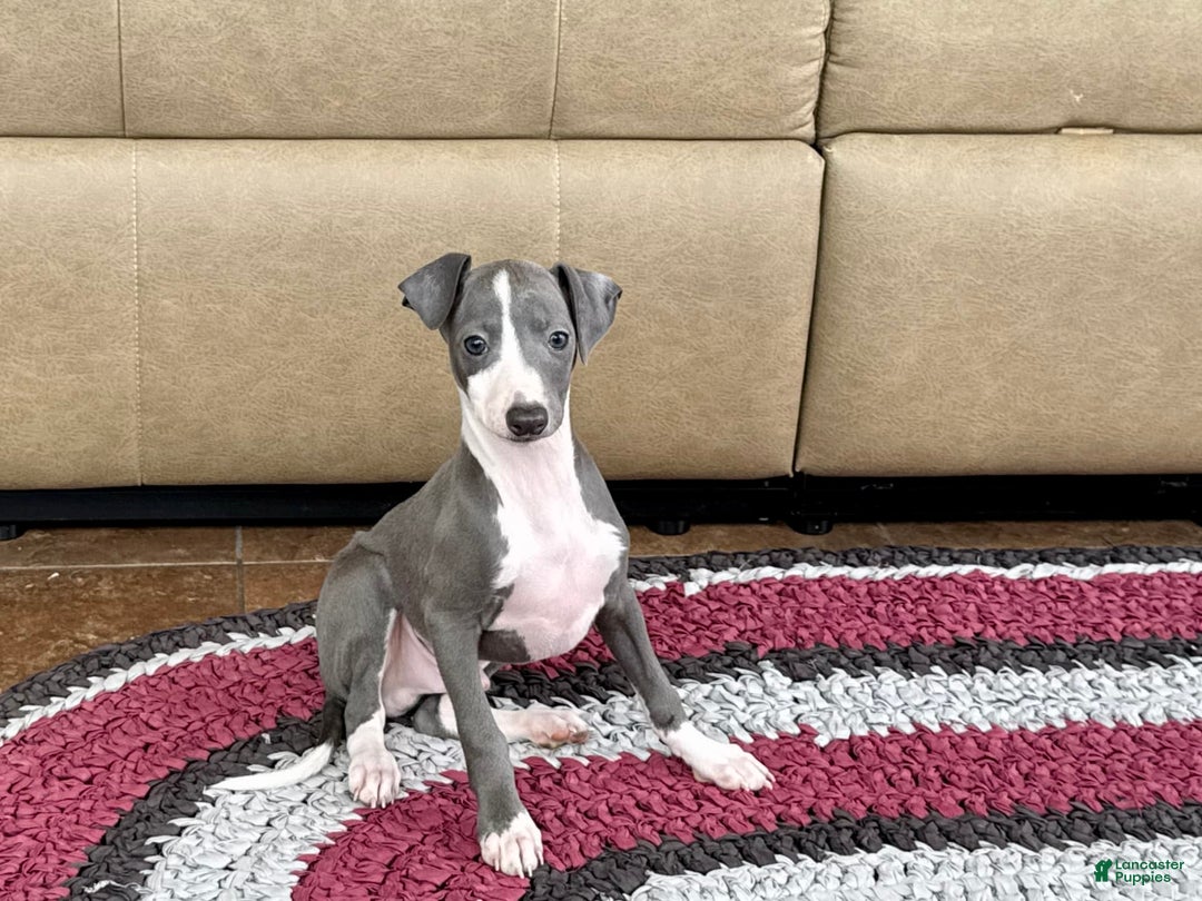 Italian Greyhound dogs for sale: Mj - Image 3