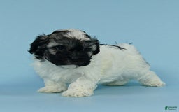 Havanese dogs for sale: Inigo - Image 4