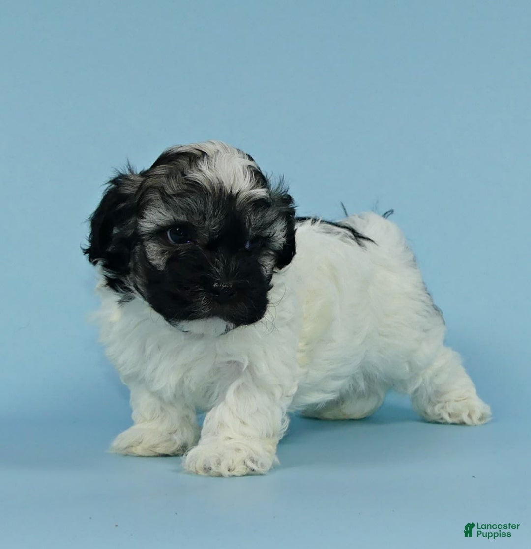 Havanese dogs for sale: Inigo - Image 4