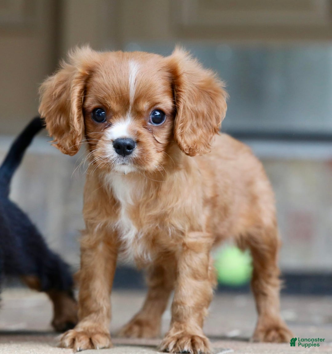 Cavalier King Charles Spaniel dogs for sale: Louie - Image 1