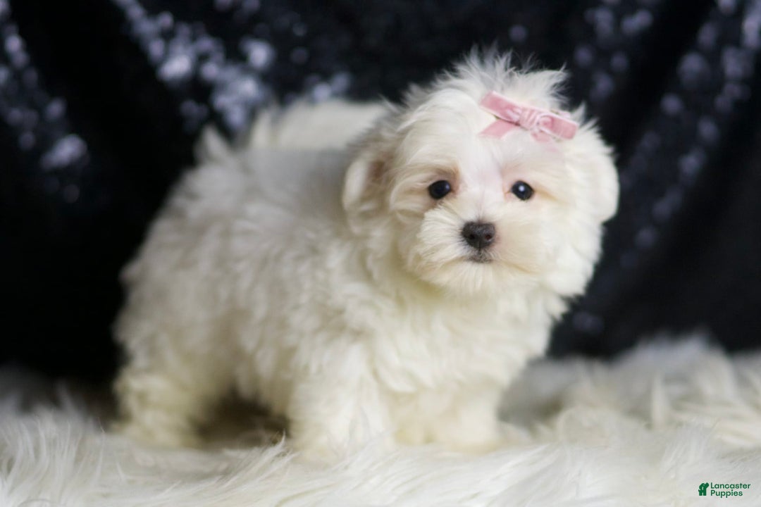 Maltese dogs for sale: Tillie - Image 6